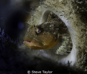 Scalyhead sculpin in a boot sponge. Howe Sound, British C... by Steve Taylor 